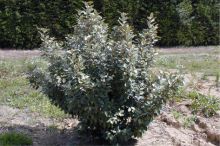 Eléagnus arbuste persistant à feuillage vert ou panaché